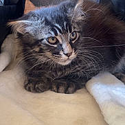 Akiro a rejoint le concours — aidez-le/la à gagner de superbes lots ! cat, kitten, tabby, fur, whiskers, eyes, paws, blanket, indoor, pet, cute, resting, cozy, feline, animal, young, curious, closeup, soft, enclosure