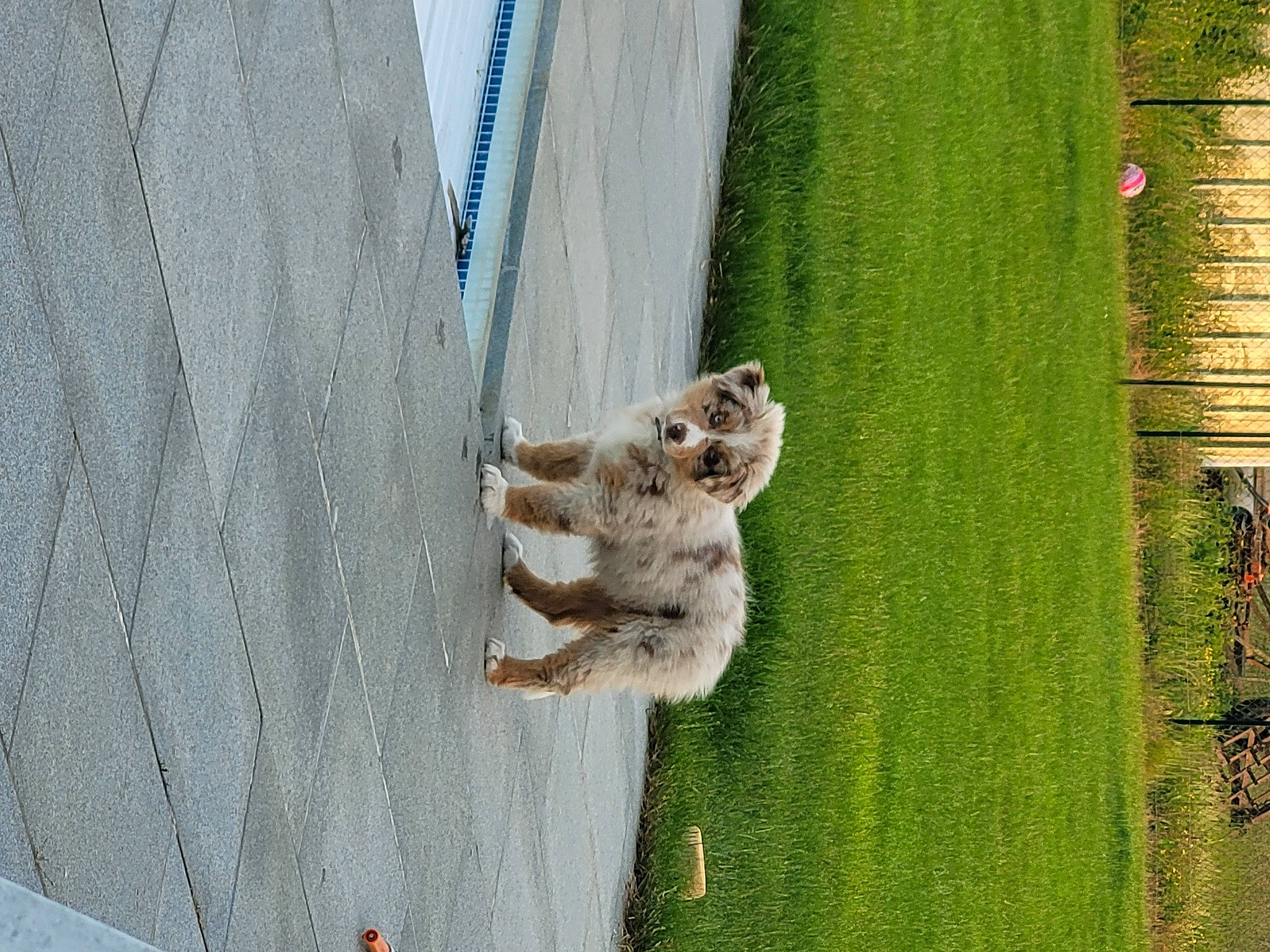 Simba a rejoint le concours — aidez-le/la à gagner de superbes lots ! canidae, concrete, door, fawn, felidae, grass, house, landscape, plant, rodent, shadow, sporting_group, squirrel, tail, tree, trunk, water, wildlife, window, wood