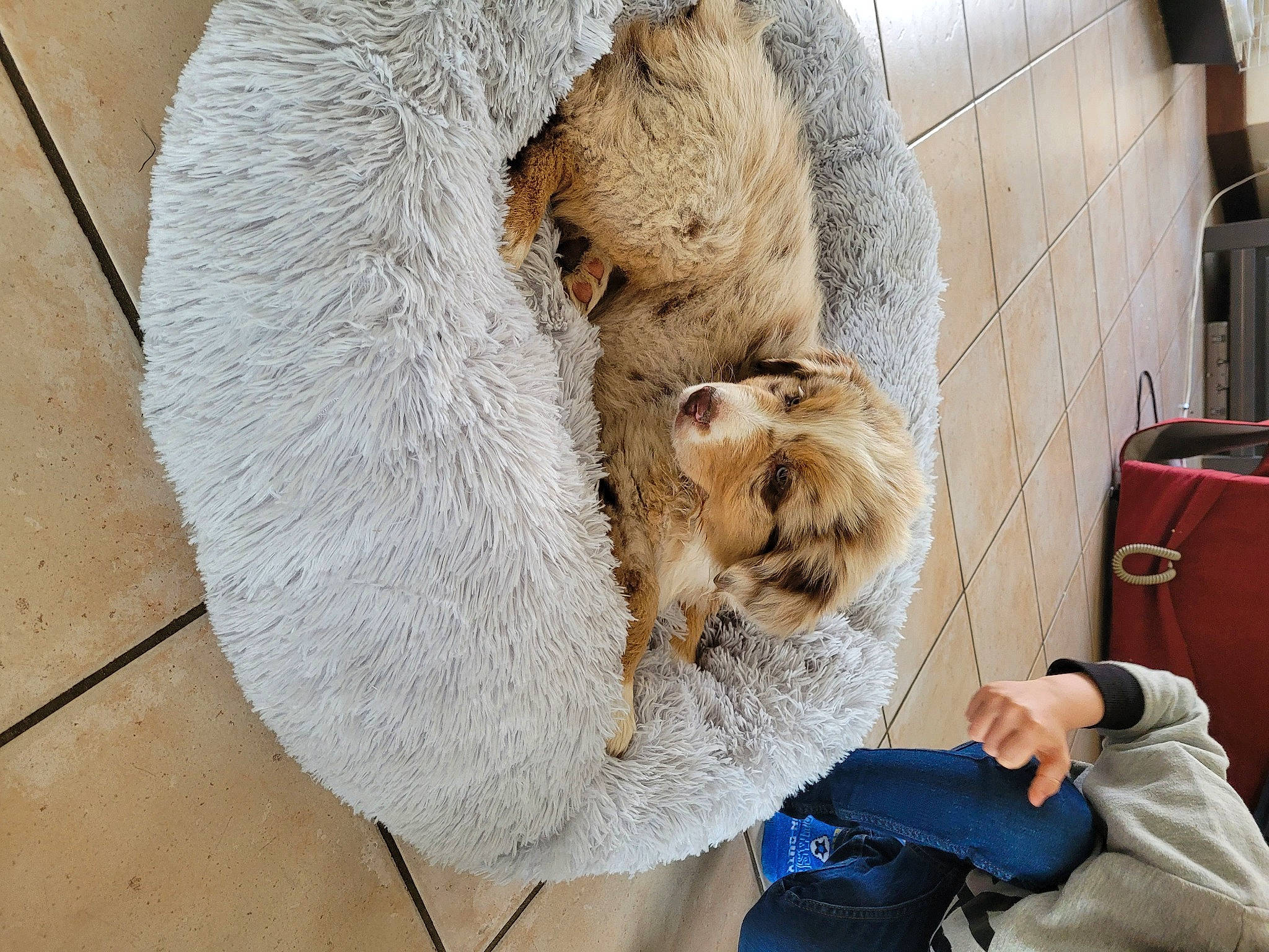 Simba a rejoint le concours — aidez-le/la à gagner de superbes lots ! bag, big_cats, canidae, carnivore, claw, companion_dog, fawn, felidae, fur, fur_clothing, luggage_and_bags, rodent, small_to_medium_sized_cats, snout, sporting_group, stuffed_toy, tail, terrestrial_animal, toy, whiskers