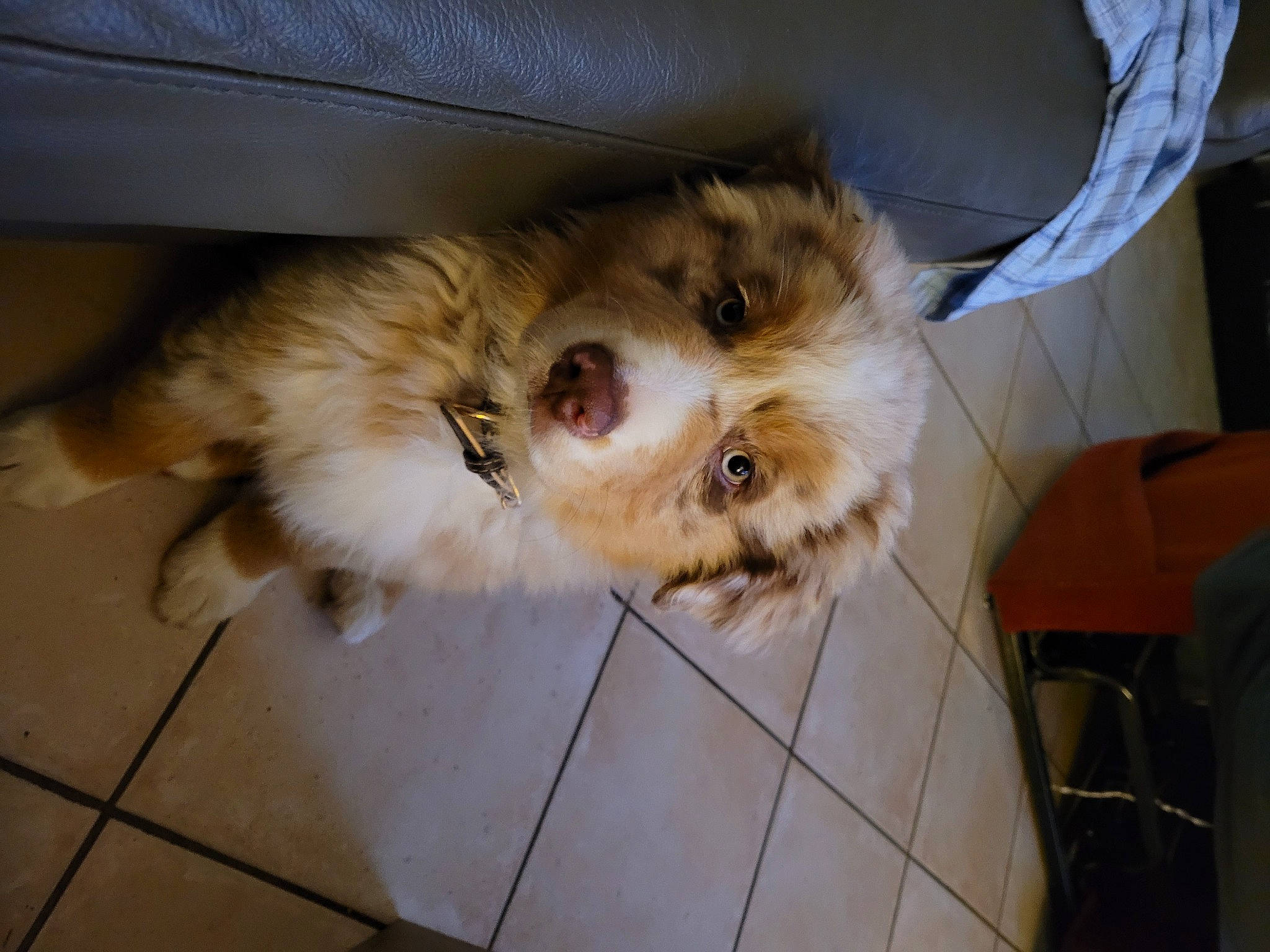 Simba participe au concours pour gagner de l'argent avec cette photo : carnivore, companion_dog, dog, dog_breed, dog_supply, fawn, felidae, flooring, fur, liver, paw, pet_supply, small_terrier, small_to_medium_sized_cats, snout, spaniel, terrier, toy_dog, whiskers, working_animal