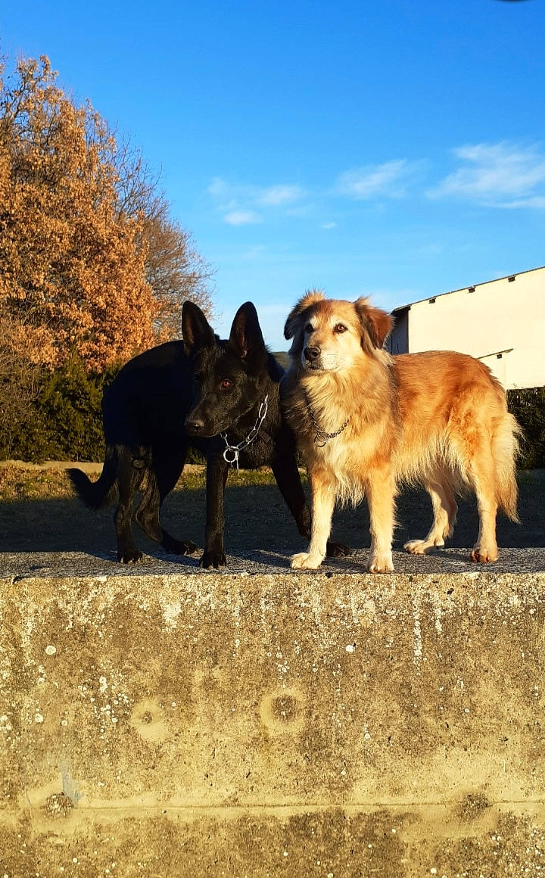 Hanya participe au concours pour gagner de l'argent avec cette photo : canidae, carnivore, cloud, companion_dog, dog, dog_breed, fawn, landscape, natural_landscape, plant, retriever, rock, sky, sporting_group, tail, terrestrial_animal, tints_and_shades, tree, wildlife, working_animal