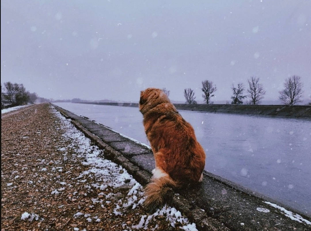 Hanya a rejoint le concours — aidez-le/la à gagner de superbes lots ! carnivore, collar, companion_dog, dog, dog_breed, fawn, felidae, freezing, horizon, lake, landscape, plant, sky, snout, snow, tail, tree, water, winter, wood