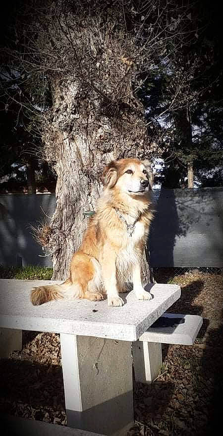 Hanya a rejoint le concours — aidez-le/la à gagner de superbes lots ! canidae, carnivore, companion_dog, dog, dog_breed, fawn, fur, grass, plant, recreation, snout, sporting_group, tail, tree, trunk, twig, wildlife, winter, wood, working_dog