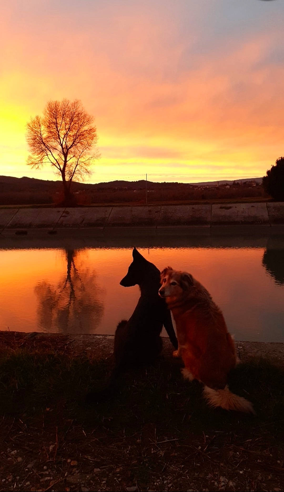 Hanya participe au concours pour gagner de l'argent avec cette photo : afterglow, atmospheric_phenomenon, bank, carnivore, cloud, dog, dusk, fawn, grass, lake, natural_landscape, people_in_nature, plant, red_sky_at_morning, sky, sunlight, sunrise, sunset, tree, water