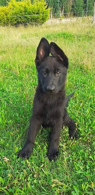 Latika a rejoint le concours — aidez-le/la à gagner de superbes lots ! black_norwegian_elkhound, borador, canidae, carnivore, companion_dog, dog, dog_breed, fur, grass, grassland, groundcover, pasture, plant, snout, sporting_group, tail, terrestrial_animal, wildlife, working_animal, working_dog