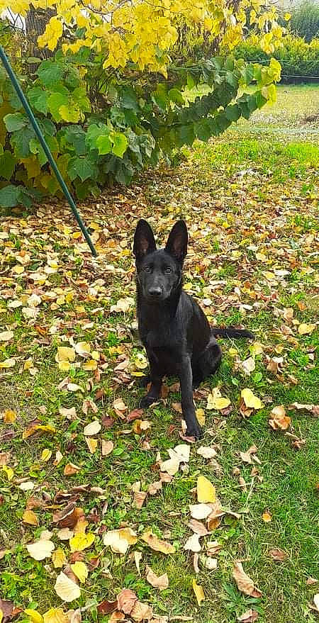 Latika participe au concours pour gagner de l'argent avec cette photo : black_norwegian_elkhound, carnivore, companion_dog, dog, dog_breed, grass, groundcover, herding_dog, lawn, leaf, non_sporting_group, plant, shadow, snout, sporting_group, tail, terrestrial_animal, tree, working_animal, working_dog