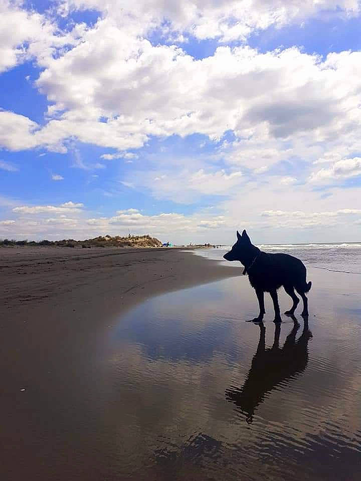 Latika participe au concours pour gagner de l'argent avec cette photo : beach, blue, calm, carnivore, cloud, cumulus, dog, dog_breed, dusk, horizon, horse, lake, landscape, natural_landscape, shore, sky, sporting_group, water, wind_wave, working_animal