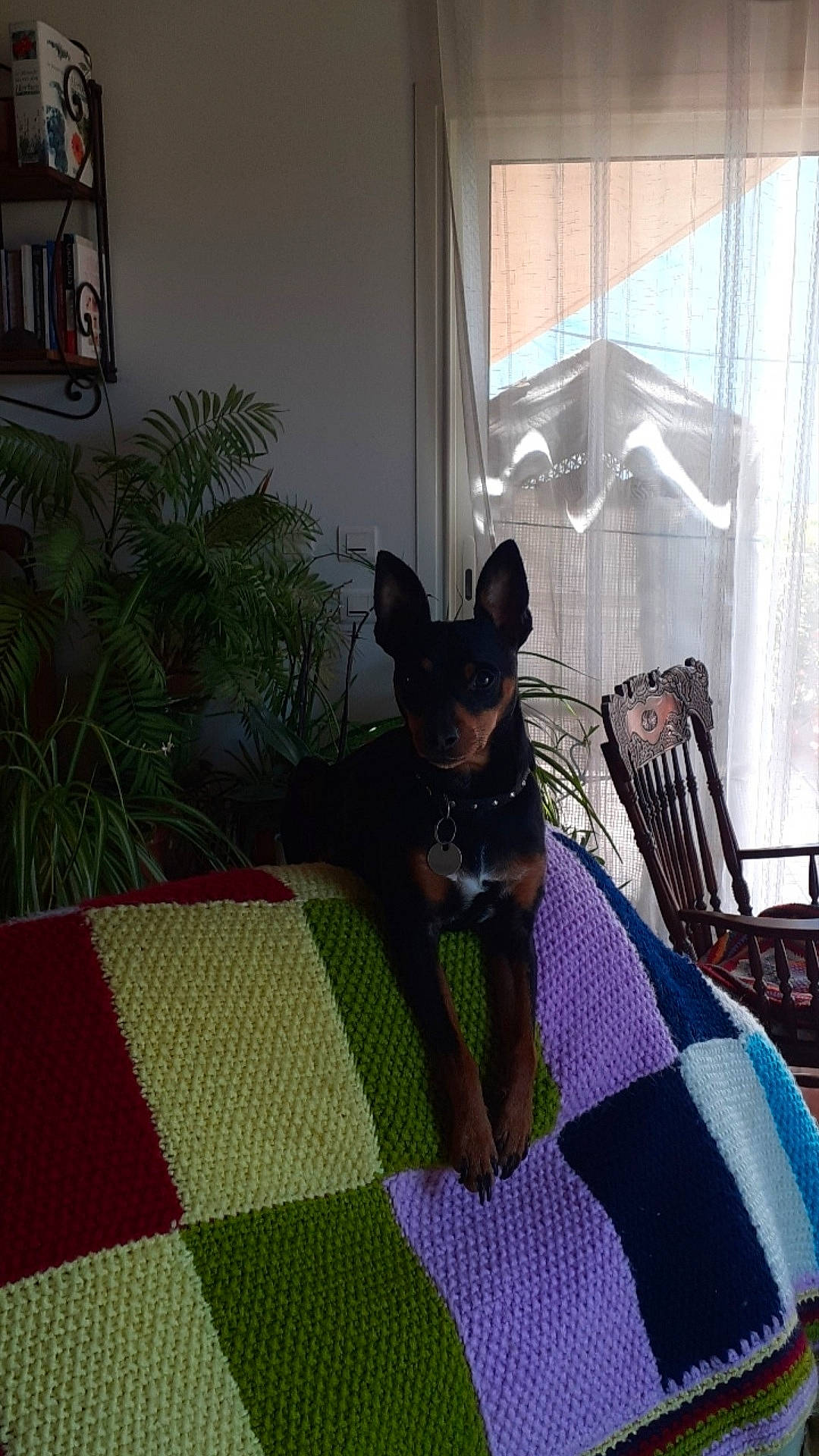 Pit a rejoint le concours — aidez-le/la à gagner de superbes lots ! carnivore, chair, comfort, companion_dog, curtain, dog, dog_breed, dog_supply, fawn, floor, flooring, interior_design, living_room, pattern, plant, purple, snout, tail, whiskers, window