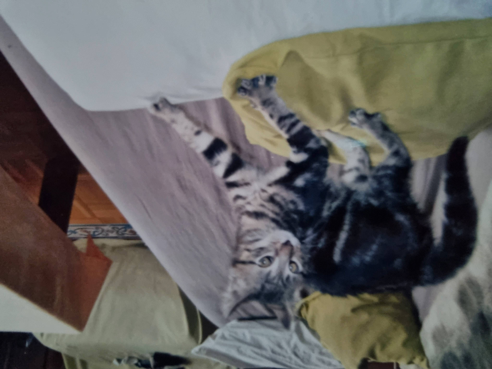 Myrtille a rejoint le concours — aidez-le/la à gagner de superbes lots ! bed, carnivore, cat, comfort, dog_breed, domestic_short_haired_cat, felidae, fur, grey, linens, military_camouflage, nap, pattern, sleep, sleeve, small_to_medium_sized_cats, tail, whiskers, wood