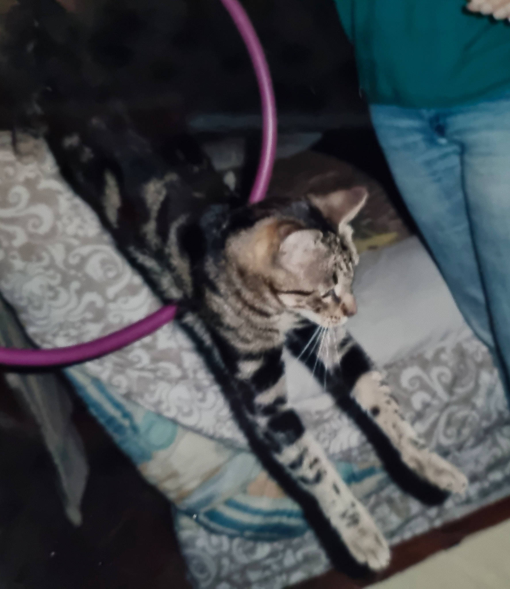 Myrtille participe au concours pour gagner de l'argent avec cette photo : carnivore, cat, comfort, darkness, domestic_short_haired_cat, felidae, flooring, fur, grey, human_leg, magenta, pattern, paw, small_to_medium_sized_cats, tail, thigh, whiskers