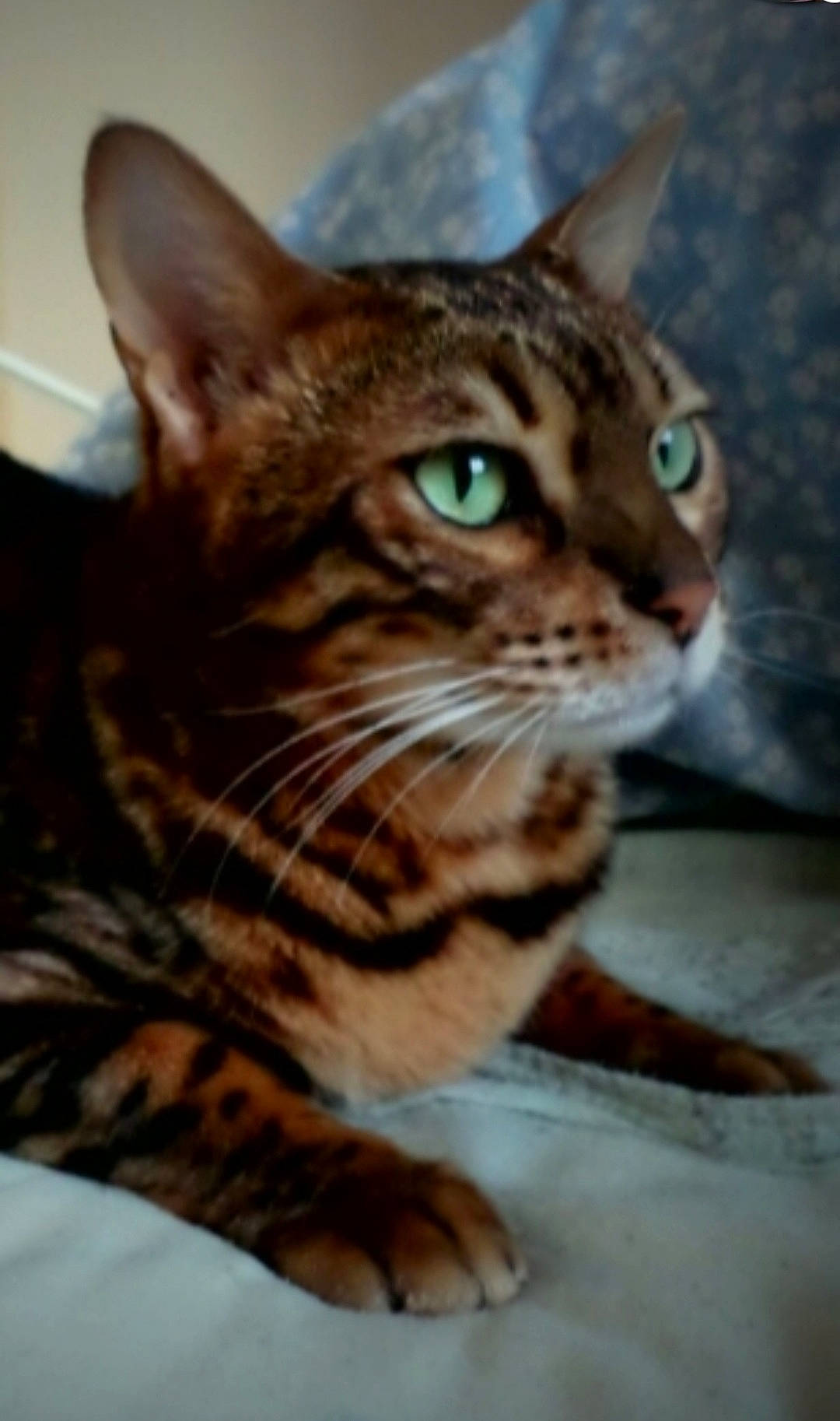 Leia participe au concours pour gagner de l'argent avec cette photo : carnivore, cat, close_up, domestic_short_haired_cat, felidae, fur, small_to_medium_sized_cats, snout, terrestrial_animal, whiskers, wildlife