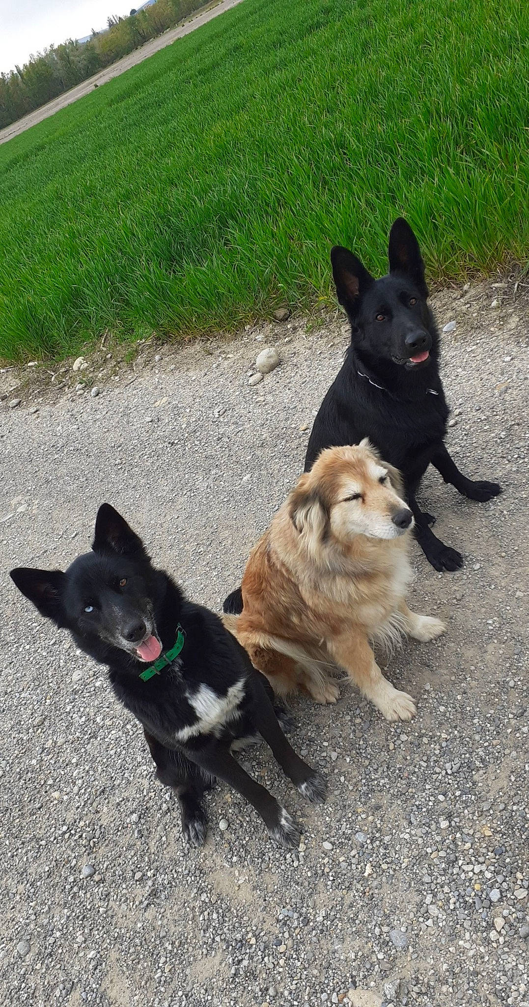 Chan participe au concours pour gagner de l'argent avec cette photo : belgian_shepherd_malinois, black_norwegian_elkhound, canidae, carnivore, collar, companion_dog, dog, dog_breed, dog_supply, east_european_shepherd, fawn, grass, herding_dog, leash, non_sporting_group, snout, sporting_group, tail, working_animal, working_dog