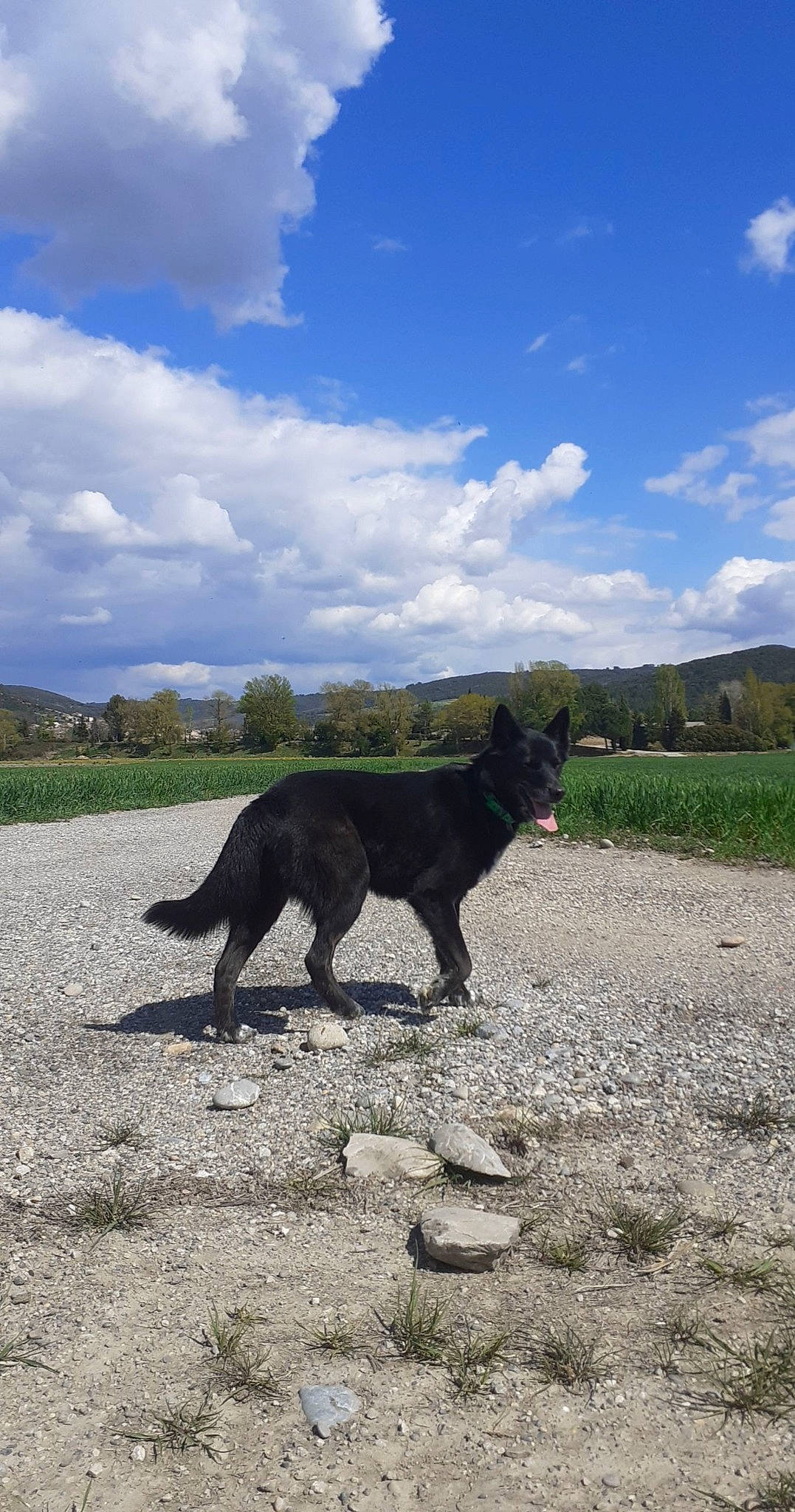 Chan participe au concours pour gagner de l'argent avec cette photo : canidae, carnivore, cloud, cumulus, dog, dog_breed, grass, grassland, hill, horizon, landscape, plant, shadow, sky, sporting_group, tail, terrestrial_animal, tree, wildlife, working_animal