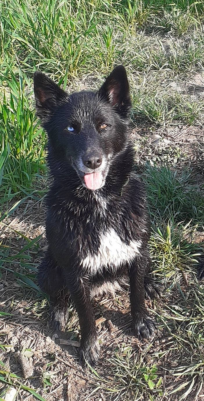 Chan a rejoint le concours — aidez-le/la à gagner de superbes lots ! canidae, carnivore, companion_dog, dog, dog_breed, fur, grass, herding_dog, non_sporting_group, plant, sporting_group, tail, terrestrial_animal, working_animal, working_dog