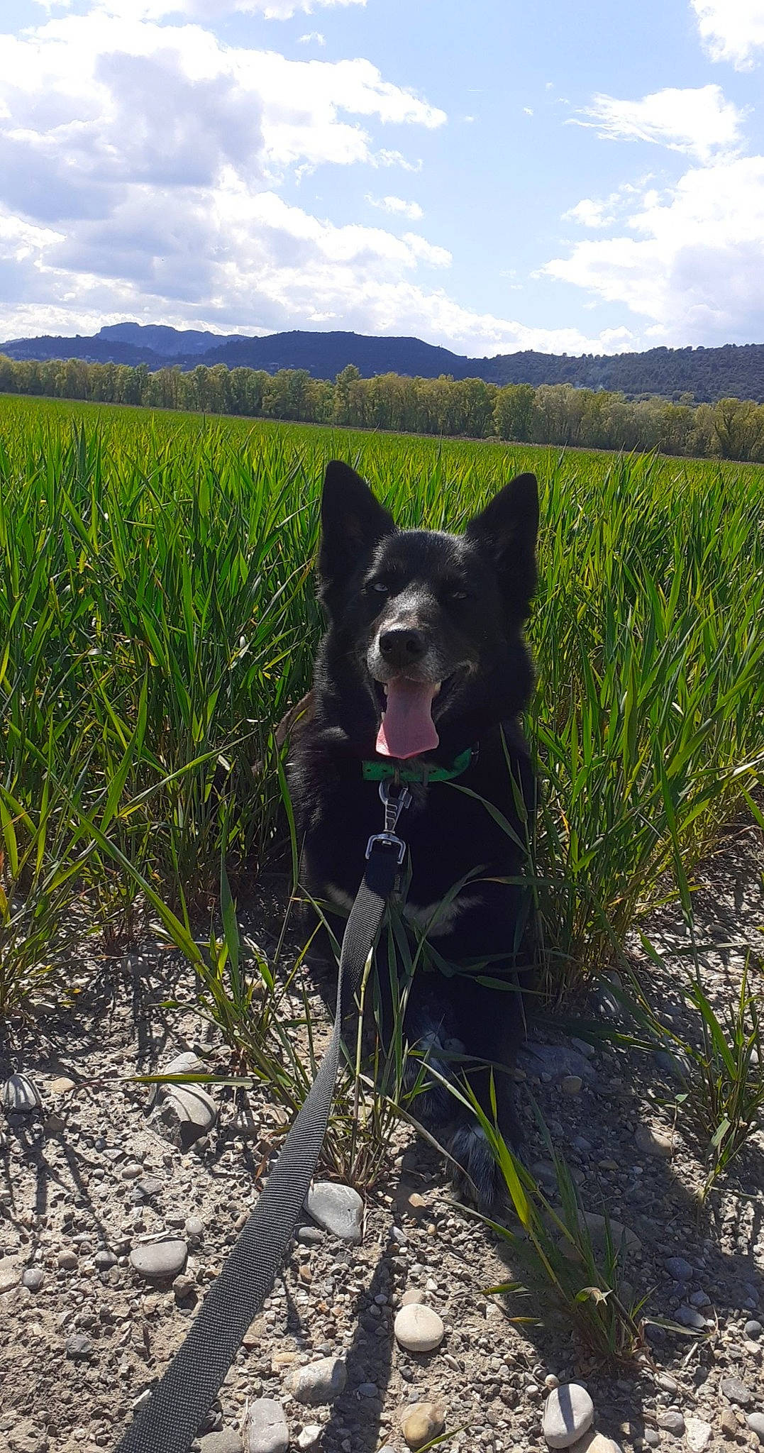 Chan a rejoint le concours — aidez-le/la à gagner de superbes lots ! canidae, carnivore, cloud, dog, dog_breed, grass, grass_family, grassland, herding_dog, landscape, pasture, plant, prairie, recreation, schipperke, sky, sporting_group, tree, working_animal, working_dog