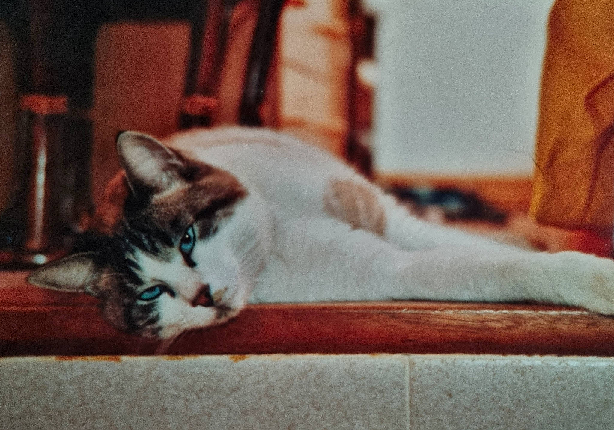 Pantoufle participe au concours pour gagner de l'argent avec cette photo : carnivore, cat, comfort, domestic_short_haired_cat, eye, felidae, flooring, foot, fur, human_leg, linens, nap, paw, sitting, small_to_medium_sized_cats, snout, tail, whiskers, window, wood