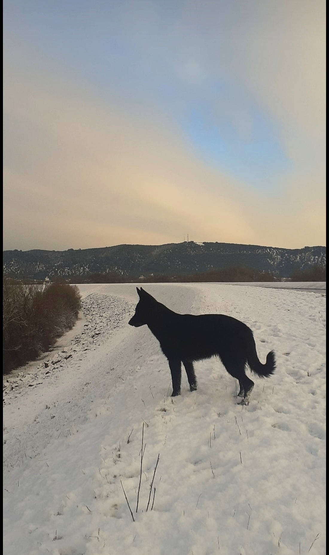 Latika a rejoint le concours — aidez-le/la à gagner de superbes lots ! art, canidae, carnivore, cloud, dog, dog_breed, freezing, horizon, landscape, rectangle, retriever, sky, slope, snout, snow, sporting_group, tail, tints_and_shades, winter, working_animal
