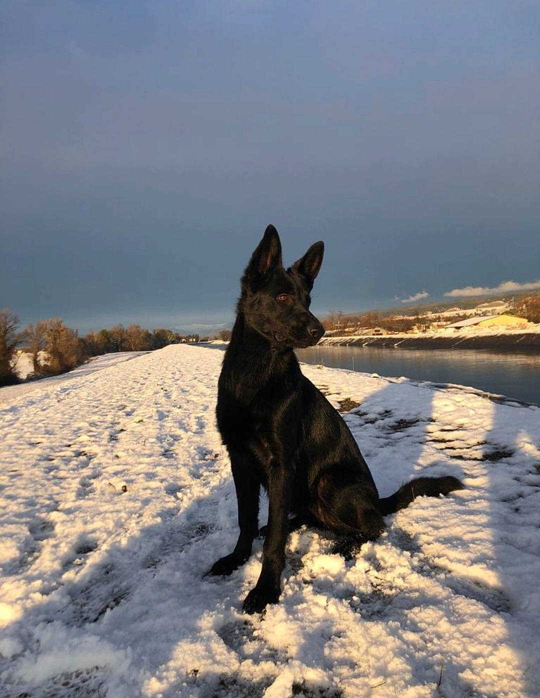 Latika a rejoint le concours — aidez-le/la à gagner de superbes lots ! canidae, carnivore, dog, dog_breed, dog_collar, east_european_shepherd, fawn, freezing, guard_dog, hunting_dog, landscape, plant, sky, snow, sporting_group, water, winter, working_dog