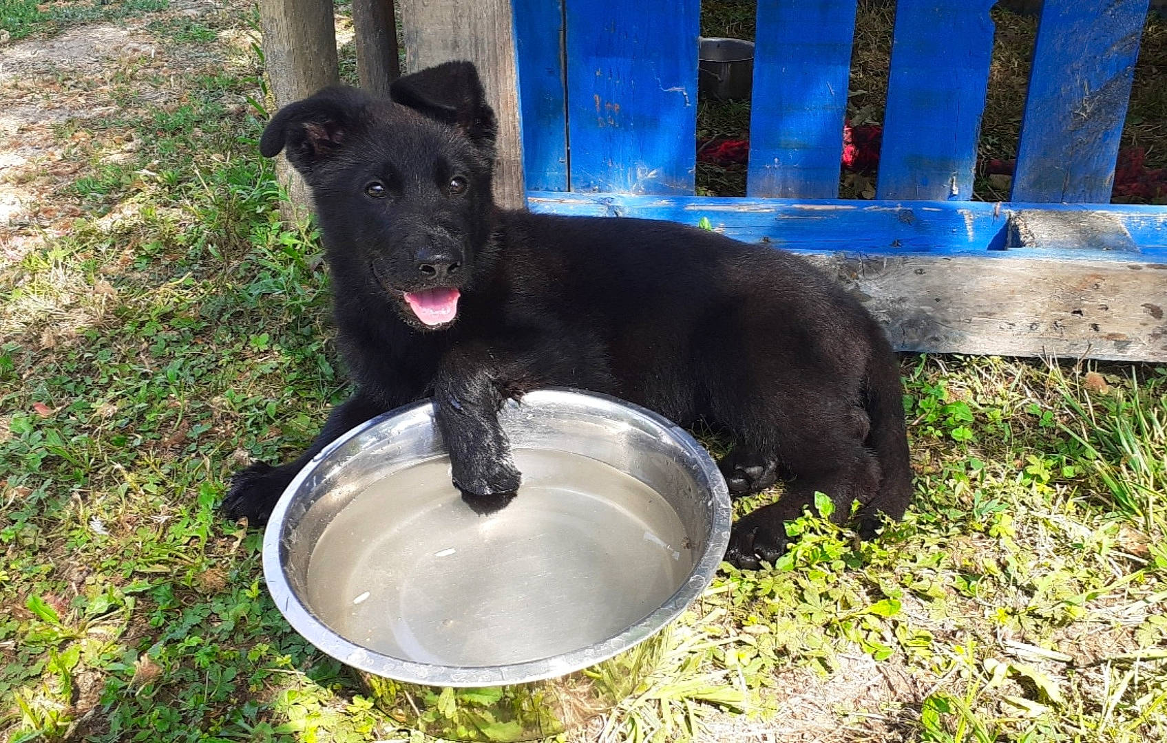 Latika a rejoint le concours — aidez-le/la à gagner de superbes lots ! borador, canidae, carnivore, companion_dog, dog, dog_breed, fence, grass, guard_dog, home_fencing, non_sporting_group, pet_supply, snout, sporting_group, tail, terrestrial_animal, water, working_animal, working_dog