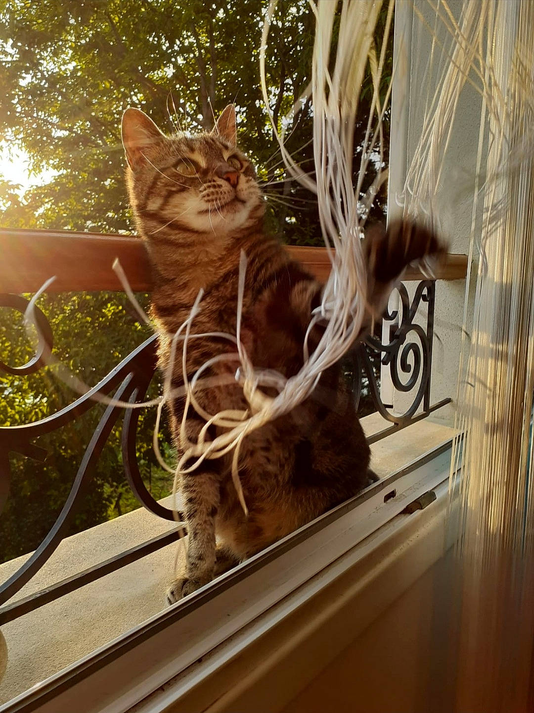 Myrtille a rejoint le concours — aidez-le/la à gagner de superbes lots ! carnivore, cat, fawn, felidae, flowerpot, fur, glass, grass, metal, plant, small_to_medium_sized_cats, snout, tail, terrestrial_animal, tints_and_shades, tree, twig, whiskers, window, wood