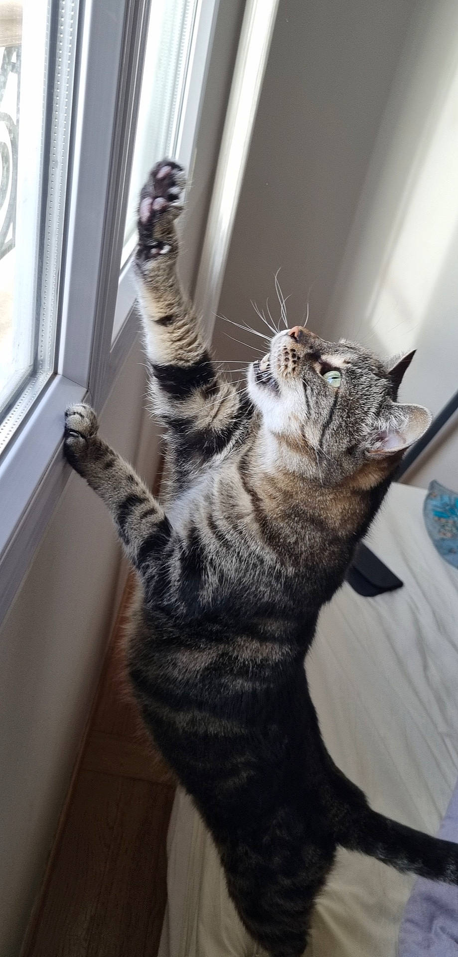 Myrtille a rejoint le concours — aidez-le/la à gagner de superbes lots ! carnivore, cat, claw, domestic_short_haired_cat, felidae, fur, paw, room, small_to_medium_sized_cats, snout, tail, whiskers, window