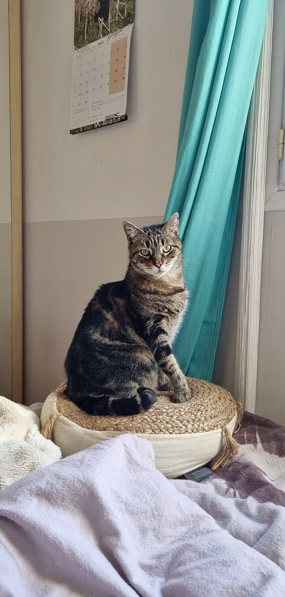 Myrtille participe au concours pour gagner de l'argent avec cette photo : carnivore, cat, cat_supply, comfort, curtain, domestic_short_haired_cat, door, felidae, fur, grey, linens, pattern, room, sitting, small_to_medium_sized_cats, snout, tail, whiskers, window, wood