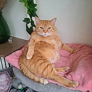 Voyou participe au concours pour gagner de l'argent avec cette photo : cat, orange_tabby, pet, indoor, cushion, blanket, relaxed, feline, fur, paws, tail, plant, vase, table, toys, basket, wall, greenery, resting, domestic