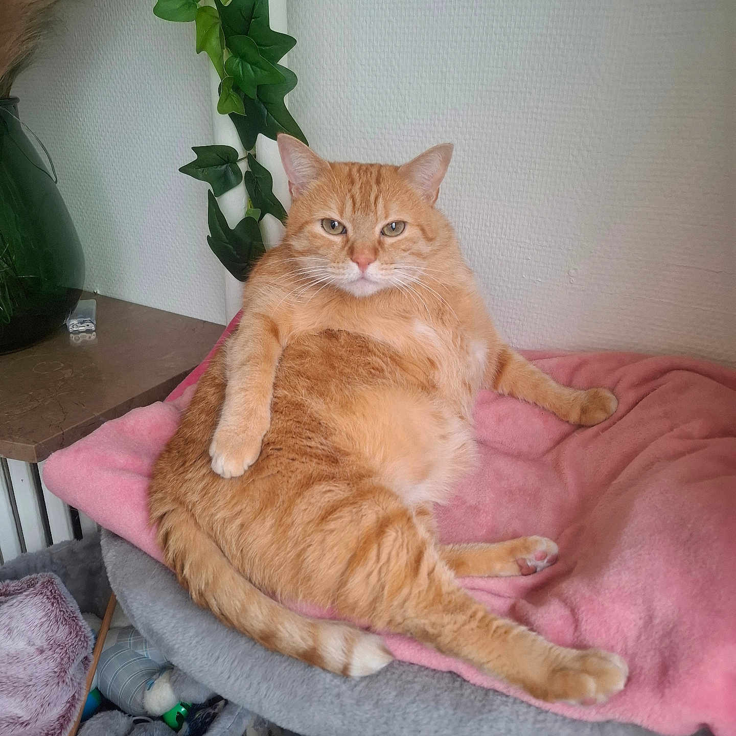 Voyou participe au concours pour gagner de l'argent avec cette photo : basket, blanket, cat, cushion, domestic, feline, fur, greenery, indoor, orange_tabby, paws, pet, plant, relaxed, resting, table, tail, toys, vase, wall