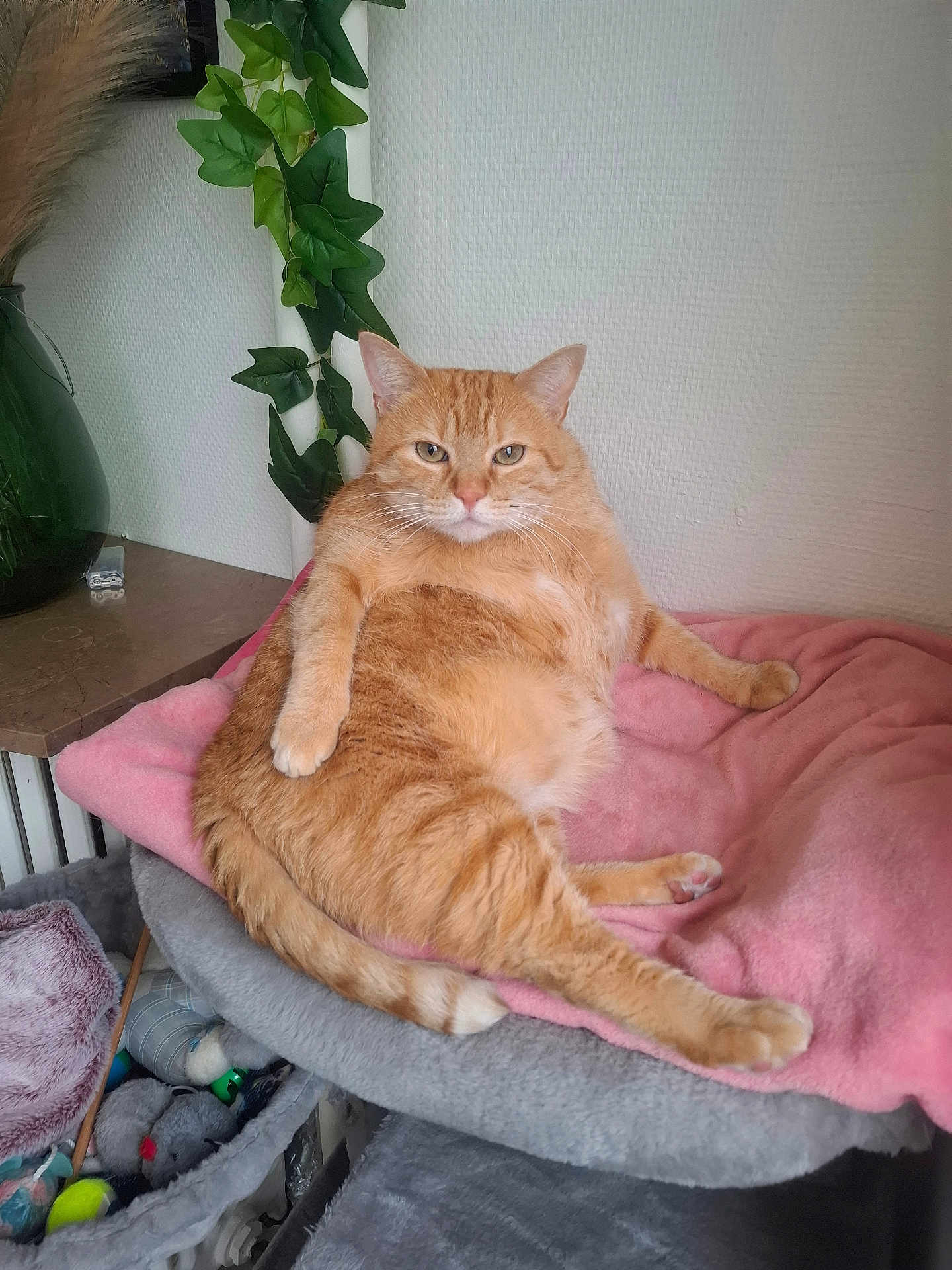 Voyou participe au concours pour gagner de l'argent avec cette photo : cat, orange_tabby, pet, indoor, cushion, blanket, relaxed, feline, fur, paws, tail, plant, vase, table, toys, basket, wall, greenery, resting, domestic