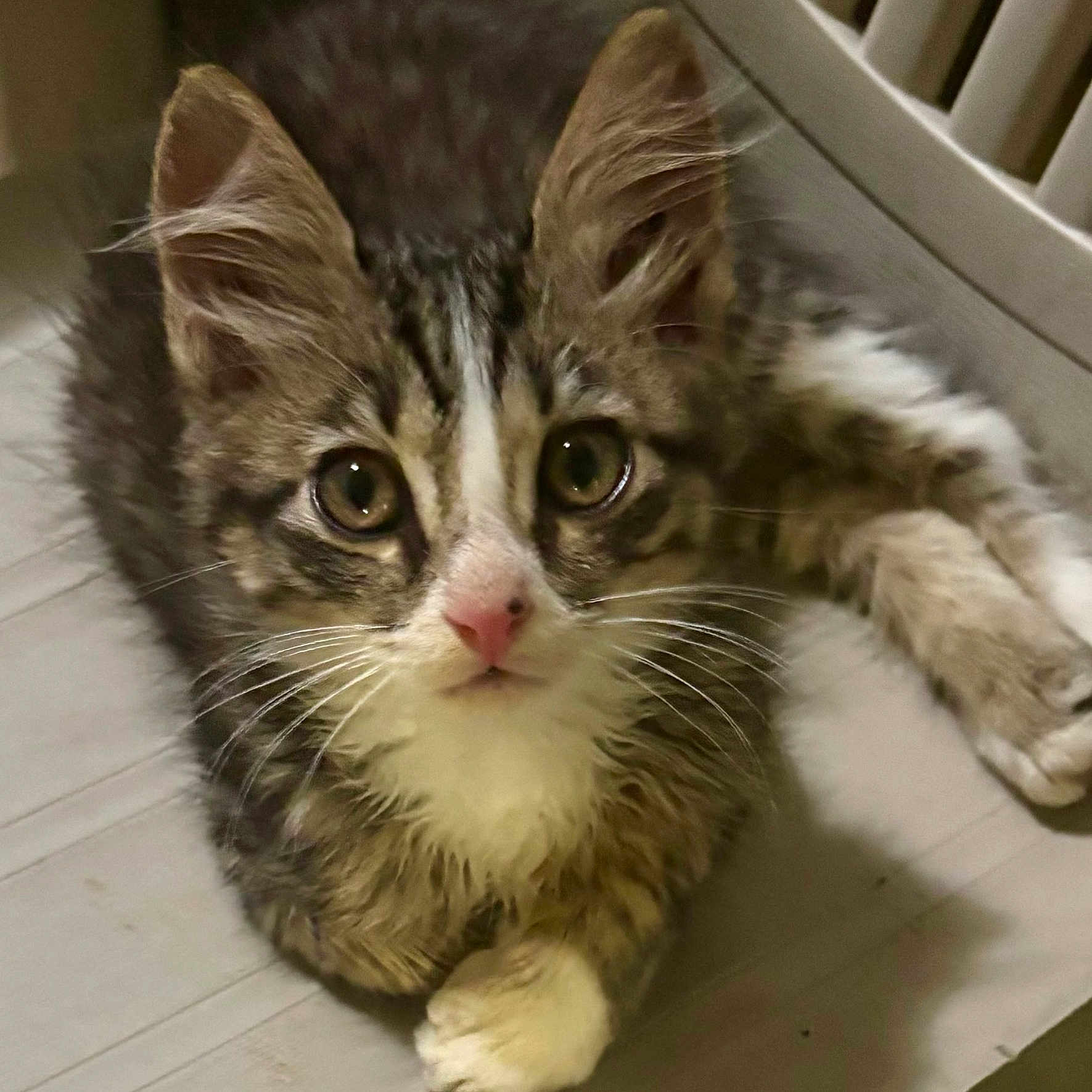 Booger T joined the competition — help win amazing prizes! animal, cat, closeup, cute, domestic, ears, floor, fur, indoor, kitten, looking_at_camera, lying_down, mammal, pet, tabby, whiskers, white_chest, white_paws, wide_eyes, young