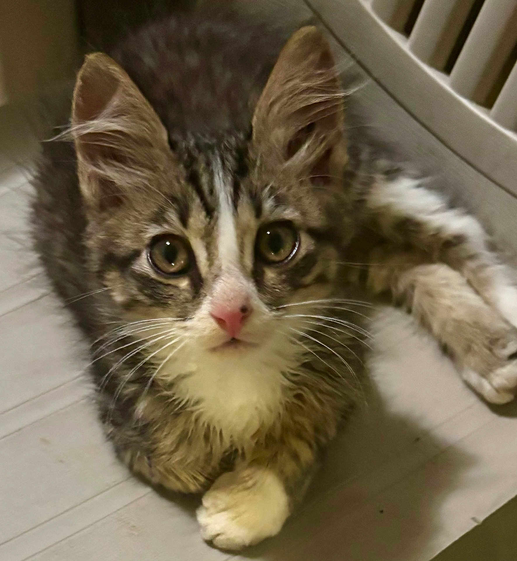 Booger T joined the competition — help win amazing prizes! cat, kitten, tabby, white_paws, white_chest, indoor, floor, fur, whiskers, ears, pet, animal, cute, young, lying_down, looking_at_camera, wide_eyes, domestic, mammal, closeup