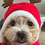 dog, puppy, costume, reindeer_ears, christmas, holiday, festive, cute, tongue, fur, pet, animal, red, white, hood, close_up, indoors, adorable, portrait, winter