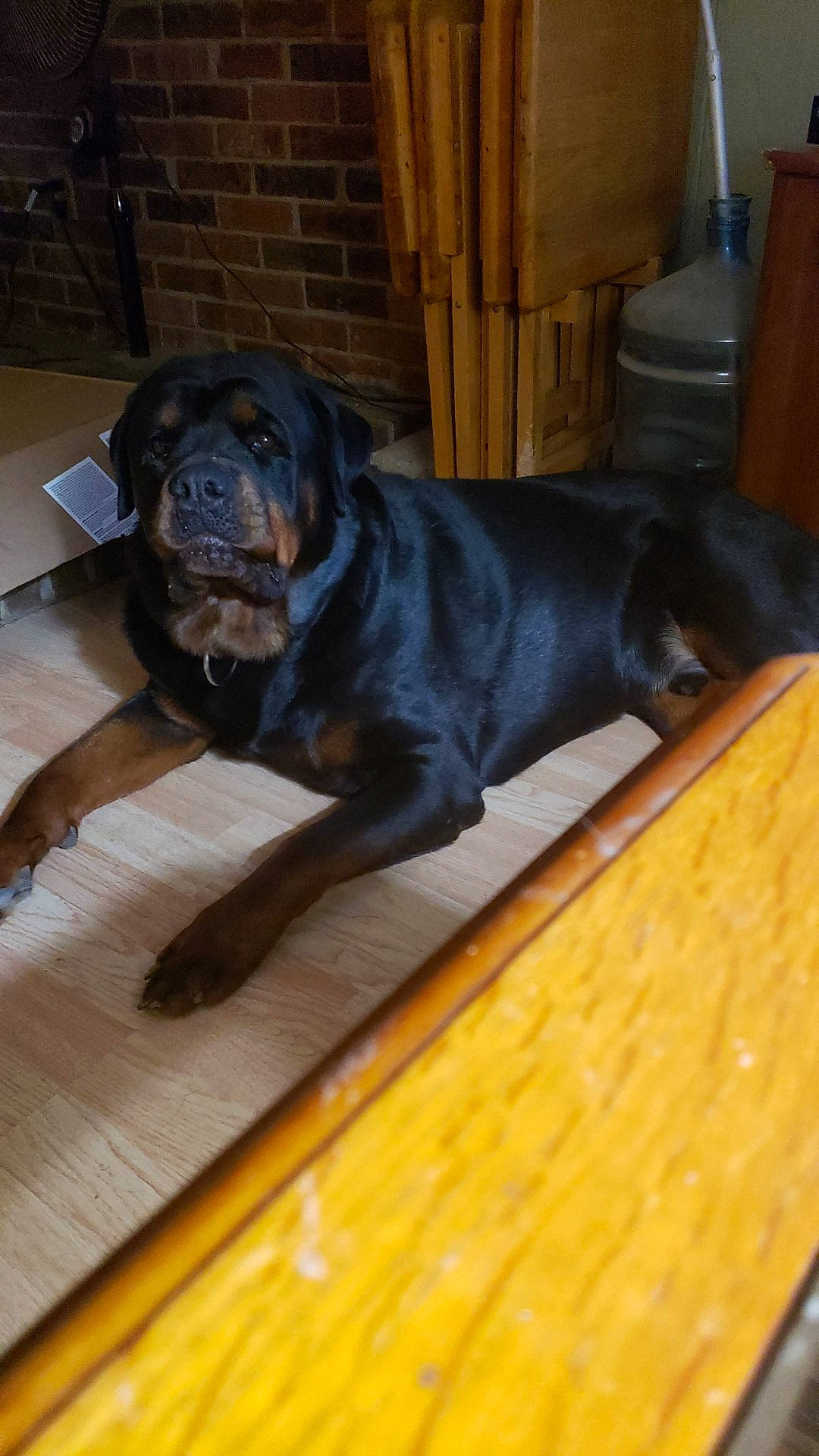 Bear joined the competition — help win amazing prizes! canidae, carnivore, companion_dog, dog, dog_breed, fawn, guard_dog, mammal, molosser, rottweiler, snout, sporting_group, vertebrate, working_dog