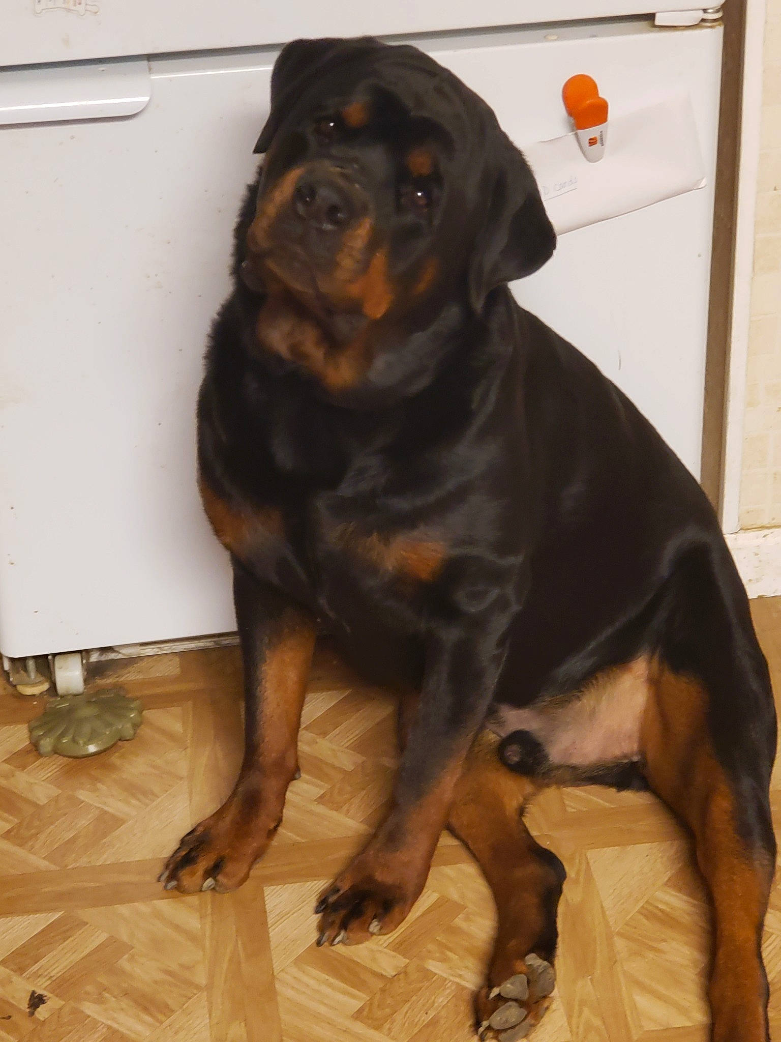 Bear joined the competition — help win amazing prizes! austrian_black_and_tan_hound, canidae, carlin_pinscher, carnivore, companion_dog, dog, dog_breed, fawn, hunting_dog, mammal, molosser, polish_hunting_dog, rare_breed_dog, rottweiler, sporting_group, vertebrate, working_dog