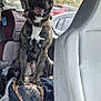 dog, brindle, car_interior, back_seat, blanket, dog_collar, child_seat, window, trees, parked_cars, tongue_out, pet, animal, happy, sitting, seat, fabric, daytime, vehicle, canine