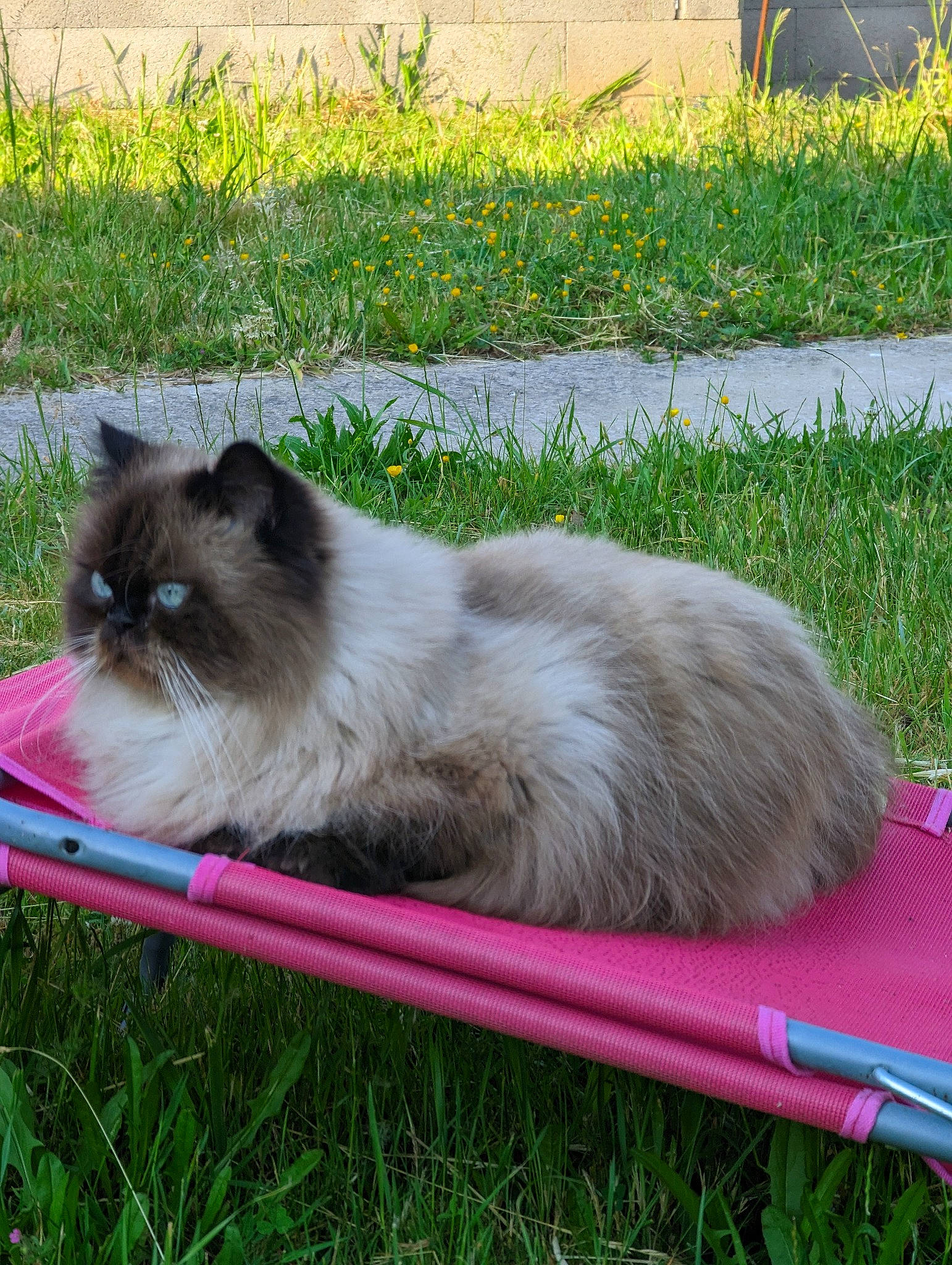 Nounours participe au concours pour gagner de l'argent avec cette photo : balinese, birman, carnivore, cat, fawn, felidae, fur, grass, green, groundcover, plant, ragdoll, siamese, small_to_medium_sized_cats, snout, tail, terrestrial_animal, whiskers