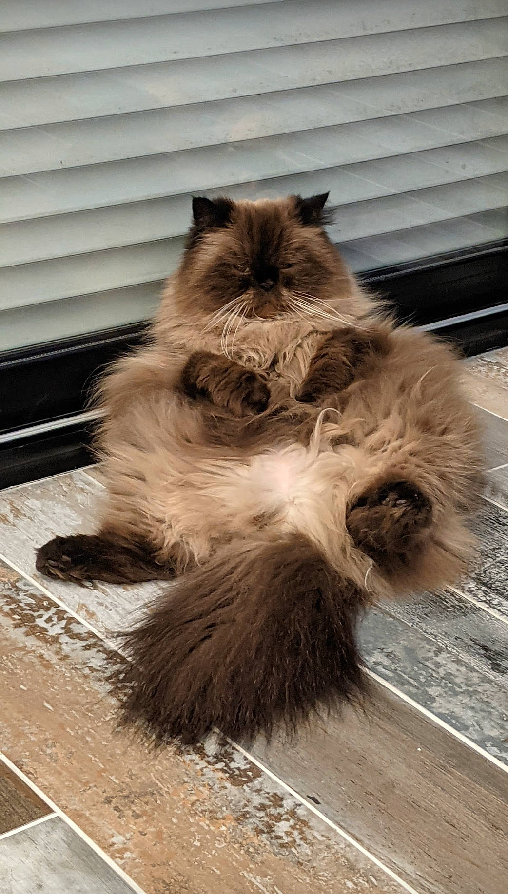 Nounours a rejoint le concours — aidez-le/la à gagner de superbes lots ! british_longhair, canidae, carnivore, cat, claw, companion_dog, dog_breed, fawn, felidae, fur, mammal, paw, road_surface, small_to_medium_sized_cats, snout, tail, terrestrial_animal, vertebrate, whiskers