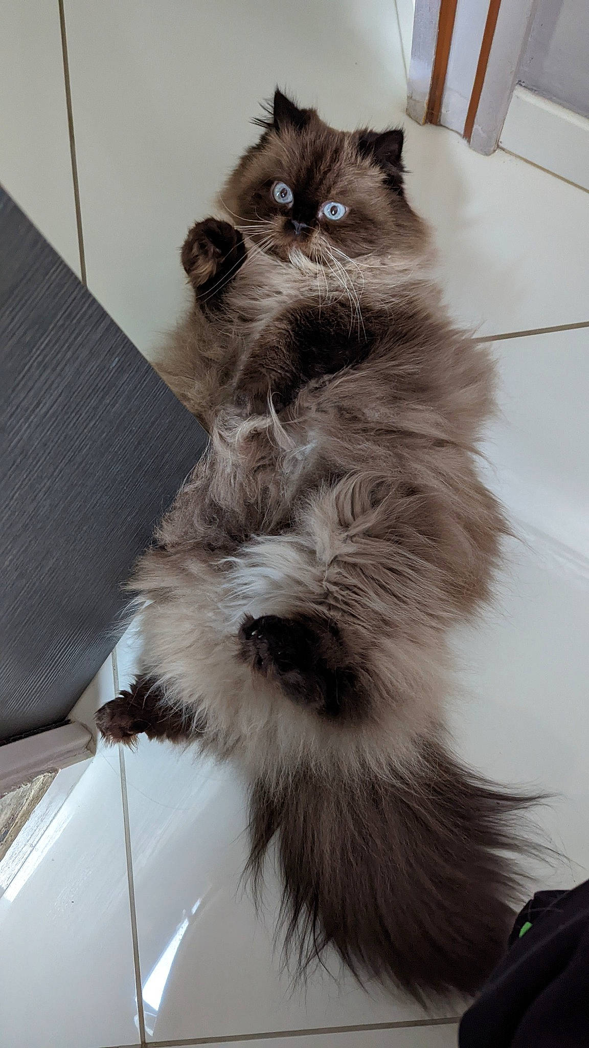 Nounours a rejoint le concours — aidez-le/la à gagner de superbes lots ! art, box, british_longhair, carnivore, cat, claw, comfort, felidae, flooring, fur, grey, paw, persian, small_to_medium_sized_cats, snout, tail, whiskers, windshield