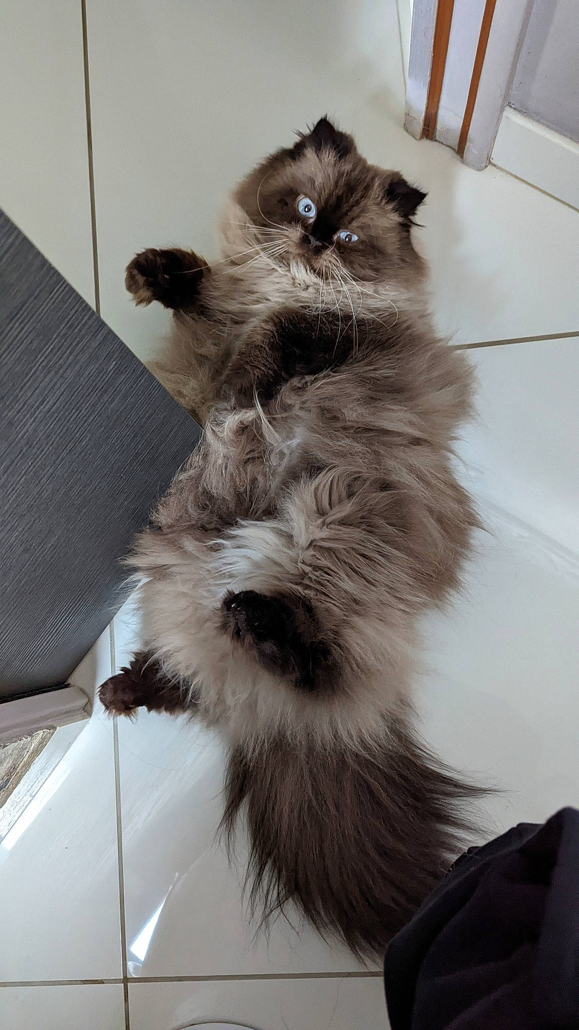 Nounours participe au concours pour gagner de l'argent avec cette photo : box, british_longhair, carnivore, cat, claw, comfort, fawn, felidae, flooring, fur, grey, monochrome, monochrome_photography, paw, persian, small_to_medium_sized_cats, snout, tail, whiskers, windshield