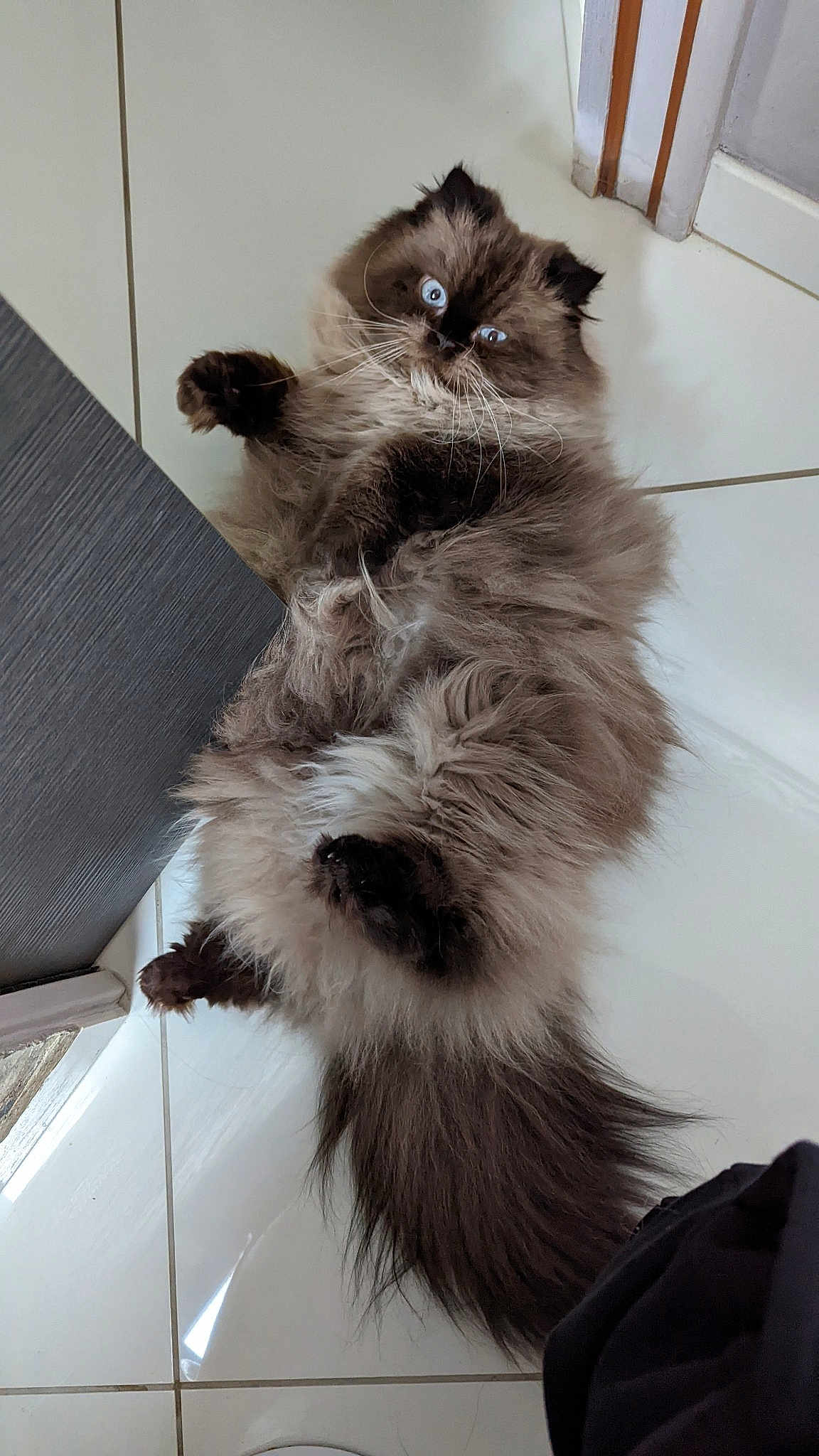 Nounours