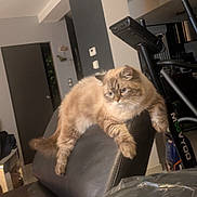 Vegas participe au concours pour gagner de l'argent avec cette photo : cat, feline, indoor, lounging, chair, leather, pet, fur, animal, relaxed, home, living_room, exercise_machine, furniture, domestic, cute, calm, fluffy, resting, side_view