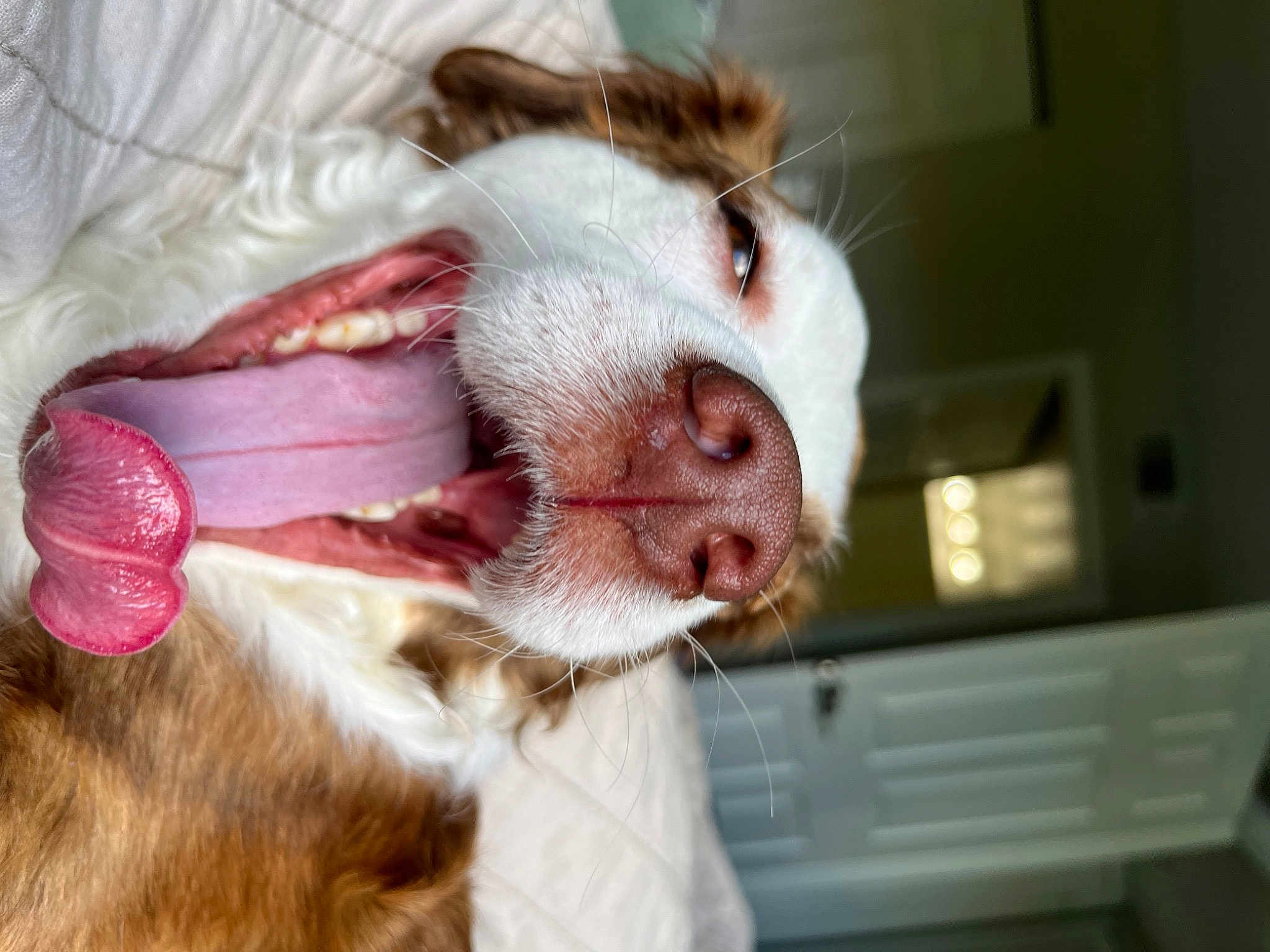 Milo