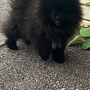 Oréo participe au concours pour gagner de l'argent avec cette photo : affenpinscher, animal, bear, canine, cat, chow, cockerspaniel, dog, eskimodog, gravel, papillon, pebble, pet, plant, poodle, puppy, road, slate, tarmac, terrier