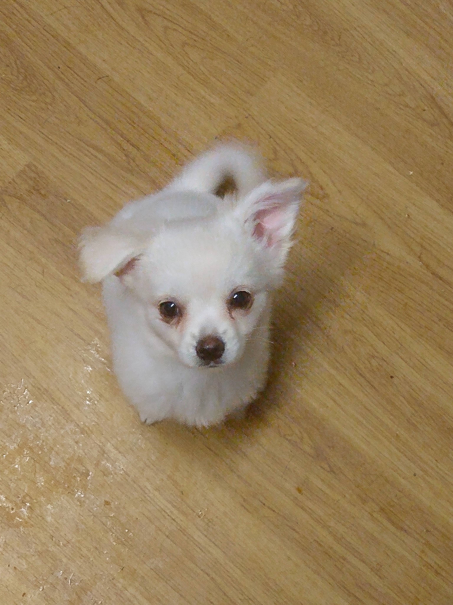 Coby is registered to the contest to win money with this photo: canidae, carnivore, companion_dog, dog, dog_breed, fawn, flooring, fur, hardwood, plank, samoyed, sporting_group, toy_dog, varnish, volpino_italiano, whiskers, wood, wood_flooring, wood_stain, working_animal