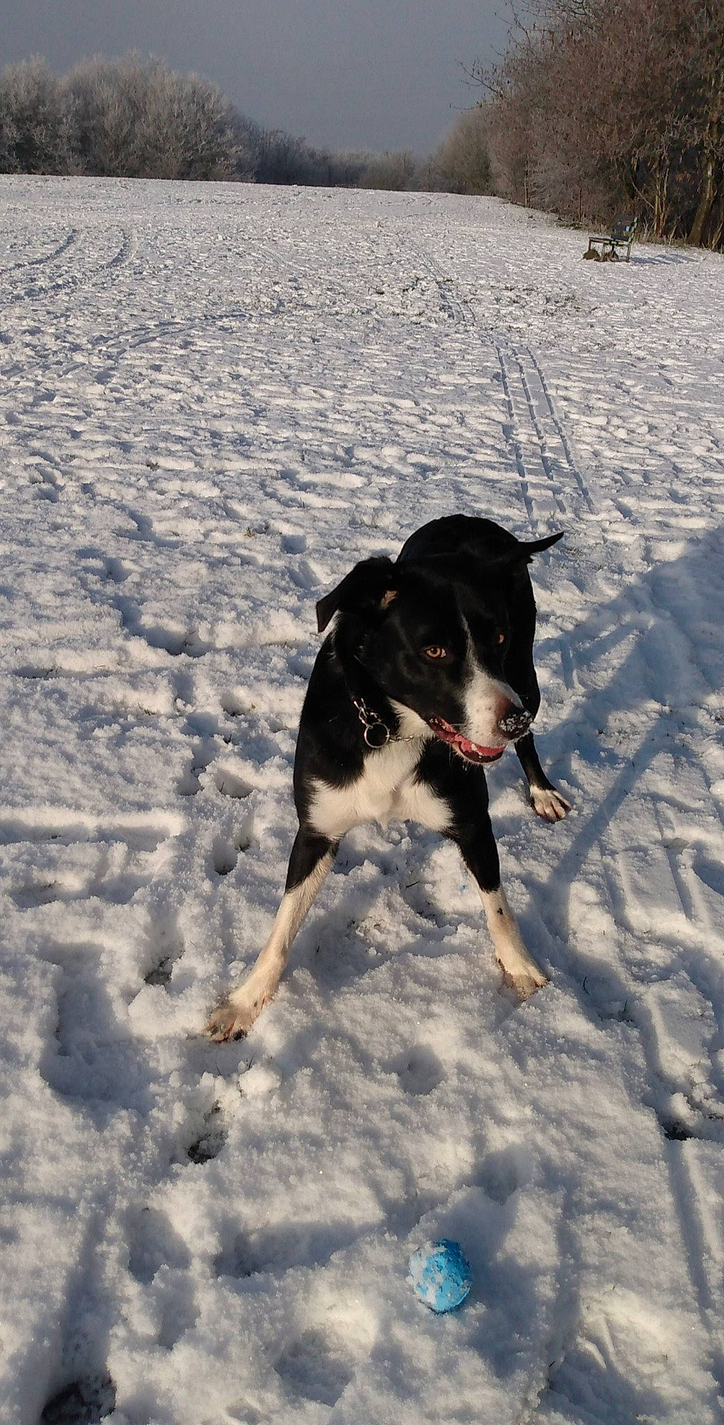 Mia is registered to the contest to win money with this photo: canidae, carnivore, companion_dog, dog, dog_breed, freezing, herding_dog, hunting_dog, landscape, ocean, recreation, sand, shadow, snout, snow, sporting_group, tail, winter, working_animal, working_dog