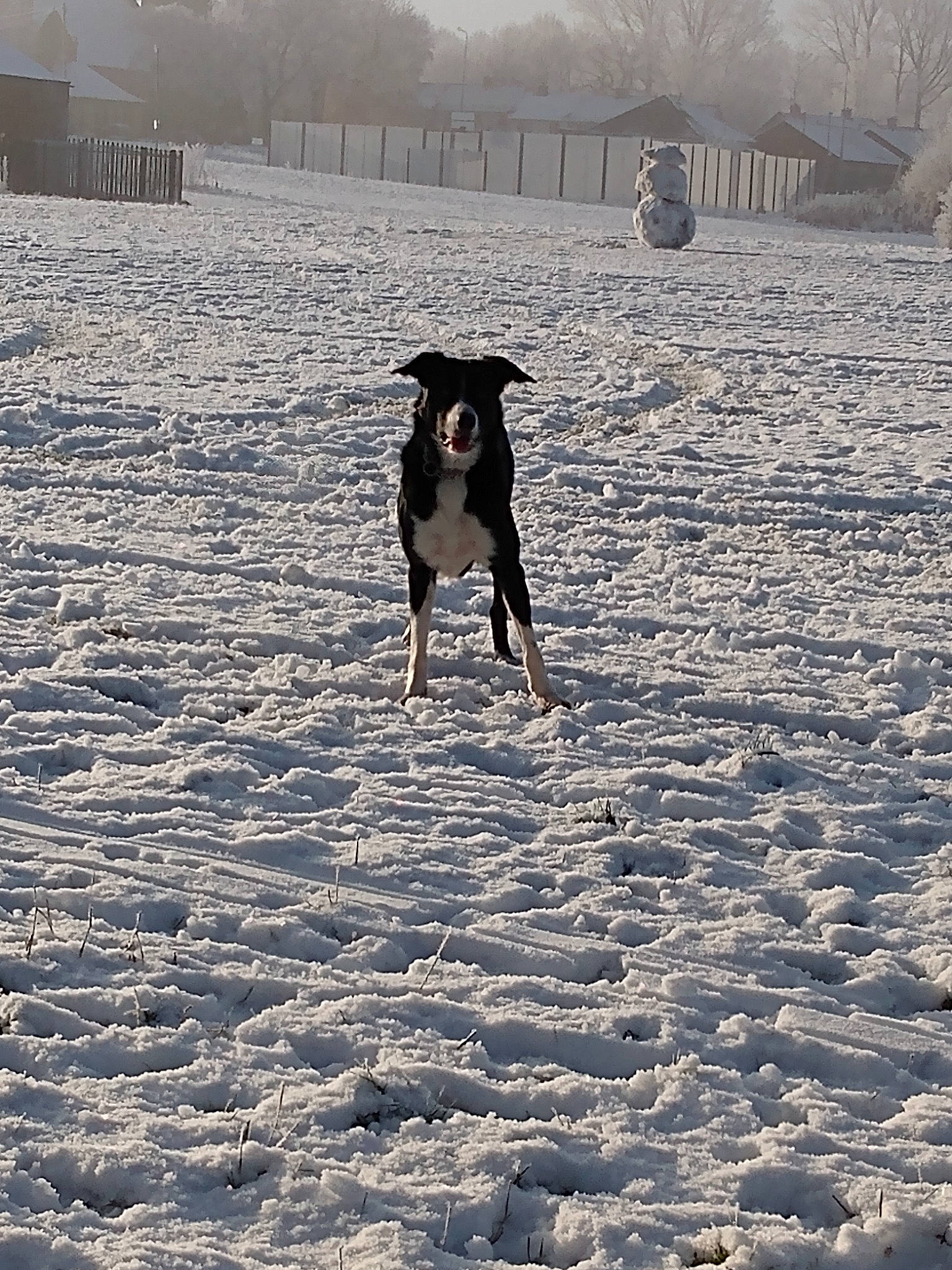 Mia is registered to the contest to win money with this photo: arctic, canidae, carnivore, dog, dog_breed, field, freezing, frost, fun, guard_dog, horizon, landscape, ocean, sky, snow, sporting_group, tree, winter, working_animal, working_dog