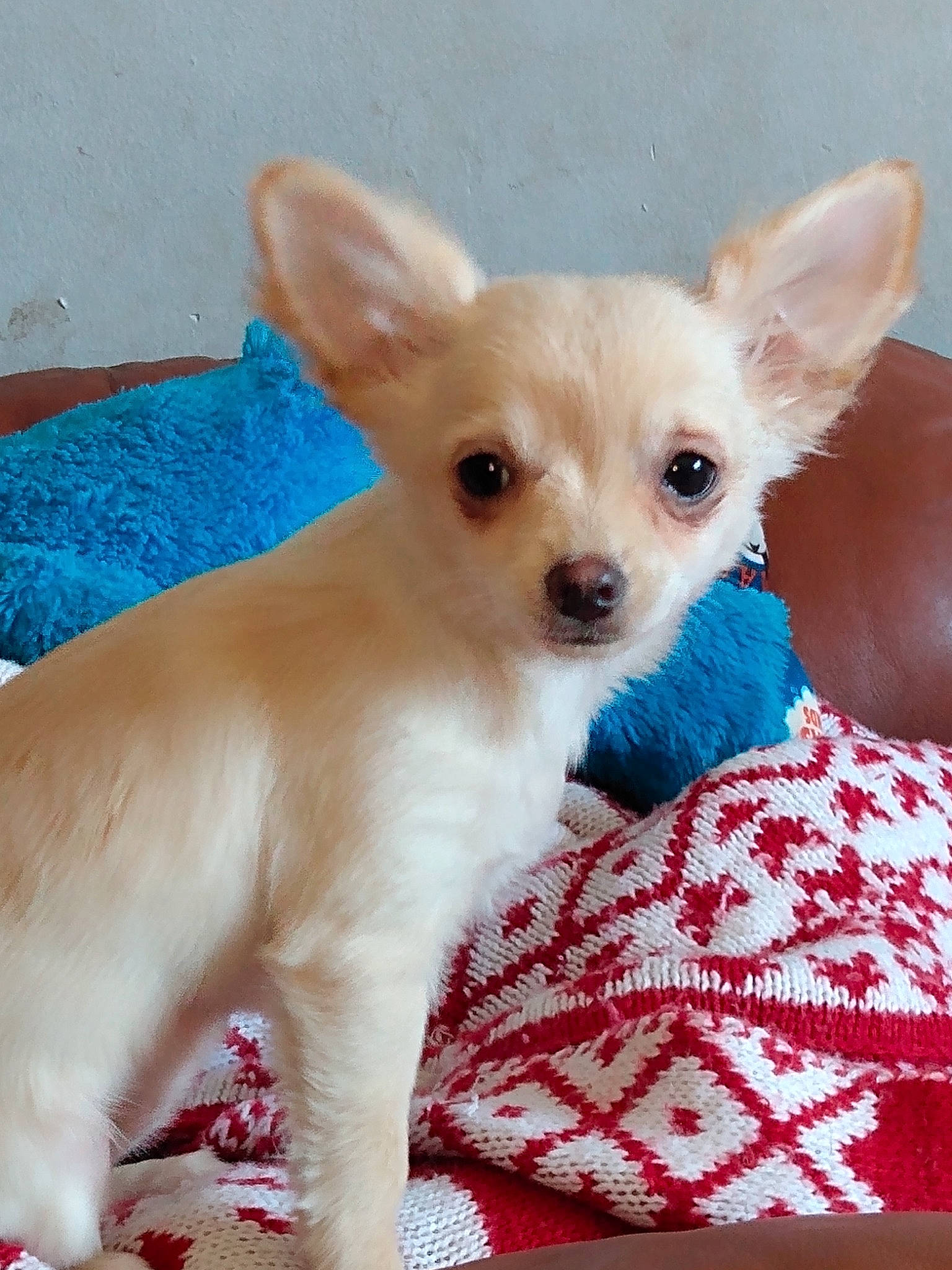 Cindy is registered to the contest to win money with this photo: canidae, carnivore, chihuahua, comfort, companion_dog, corgi_chihuahua, dog, dog_breed, dog_supply, ear, fawn, fur, pattern, paw, russkiy_toy, snout, terrestrial_animal, toy_dog, whiskers, working_animal