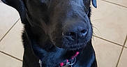 Moumoune a rejoint le concours — aidez-le/la à gagner de superbes lots ! black, borador, dog, dog_breed, dog_breed_group, dog_like_mammal, labrador_retriever, patterdale_terrier, puppy, retriever, snout, sporting_group, whiskers