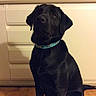 Moumoune participe au concours pour gagner de l'argent avec cette photo : borador, carnivoran, dog, dog_breed, dog_breed_group, dog_like_mammal, flat_coated_retriever, labrador_retriever, retriever, snout, sporting_group