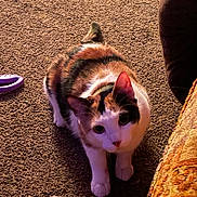 Callie joined the competition — help win amazing prizes! animal, calico, carpet, cat, closeup, couch, curious, domestic, ears, fabric, feline, floor, fur, indoor, looking_up, pet, purple_object, shadow, tail, whiskers